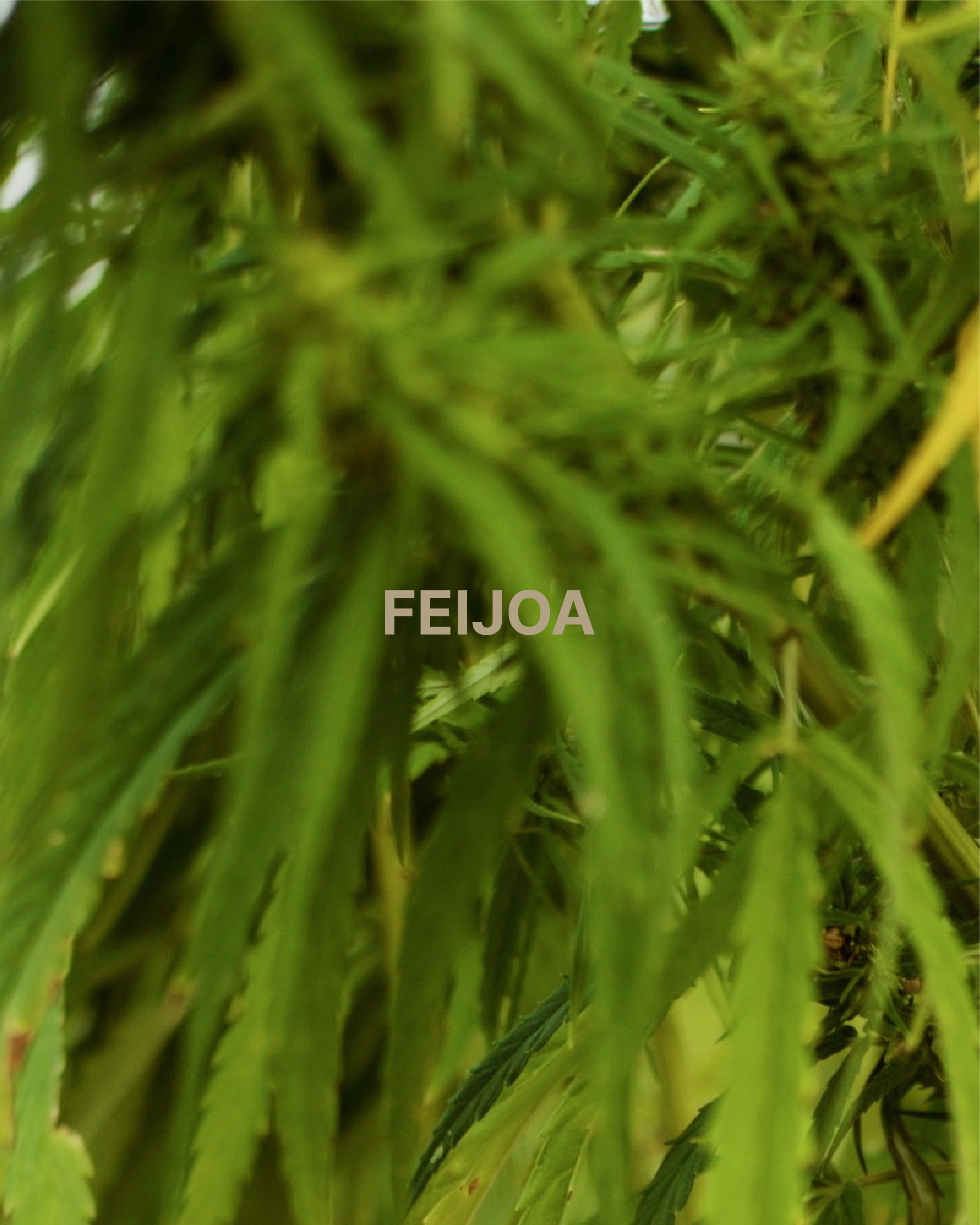 Нішева свічка HEMPFUL Feijoa